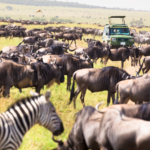 World of Traveling Safari